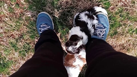 K Litter- 1 Day Shy Of 6 Wks Old(5)