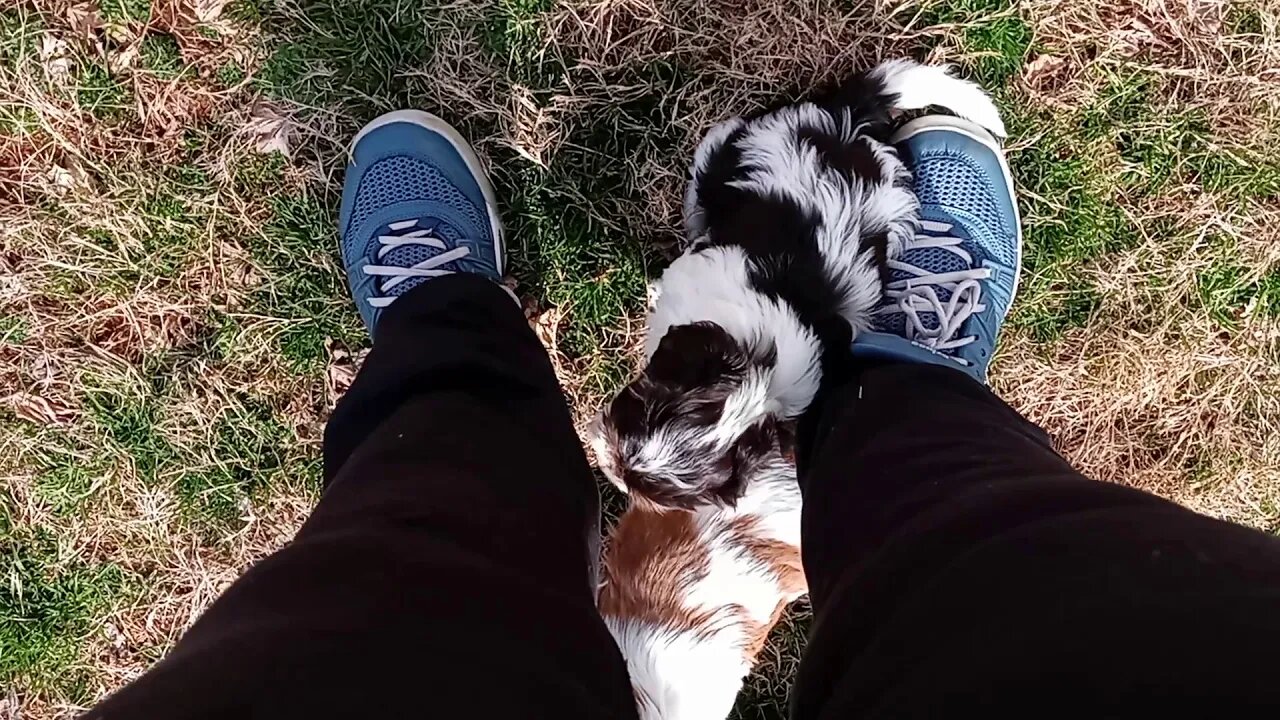 K Litter- 1 Day Shy Of 6 Wks Old(5)