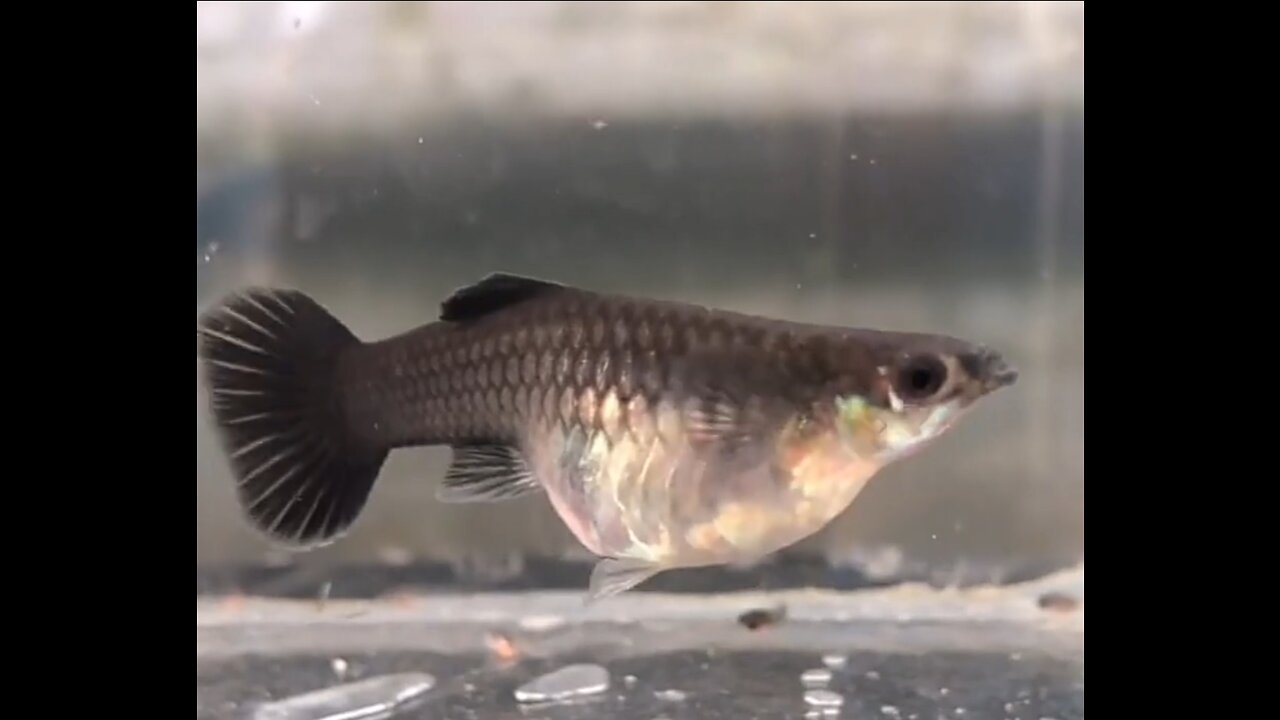 Fish Giving Birth To Her Children , Most Satisfing Video