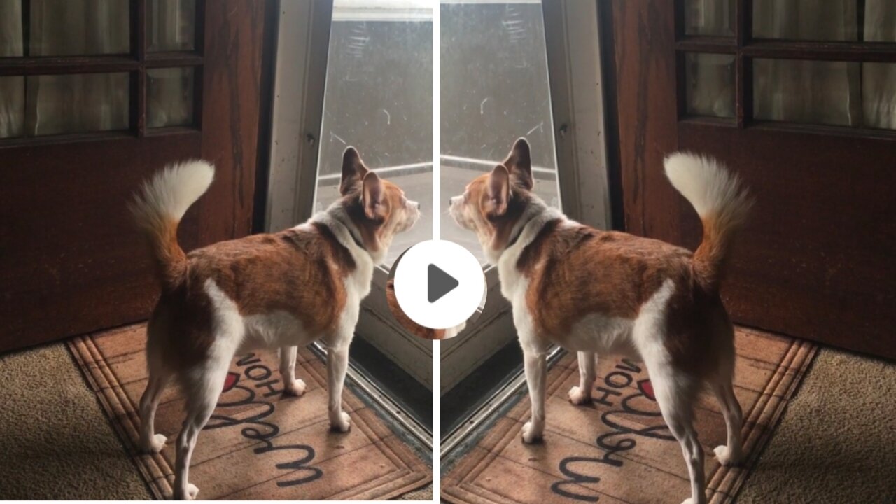 Dog Barking In Front of a Glass, cute dog, funny dogs video