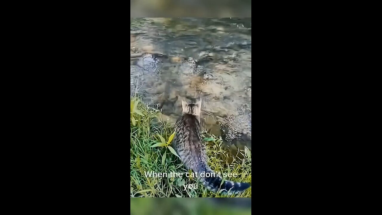 Funny cat