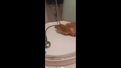 Cat in the shower