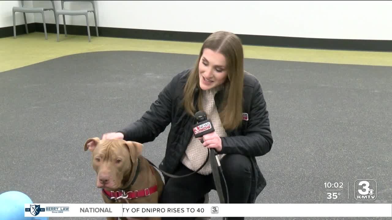 Nebraska Humane Society hosts adoption event in honor of Betty White's birthday