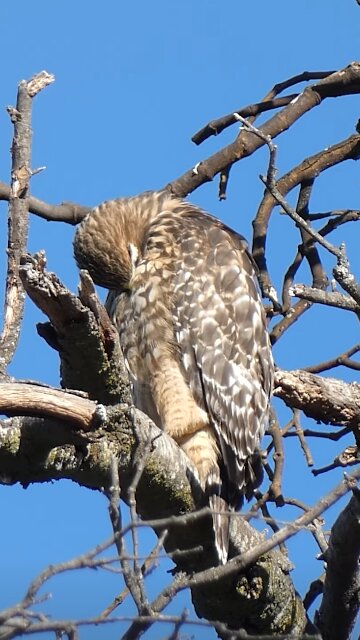 Red-shouldered Hawk Juvenile🐦Pristine Preen