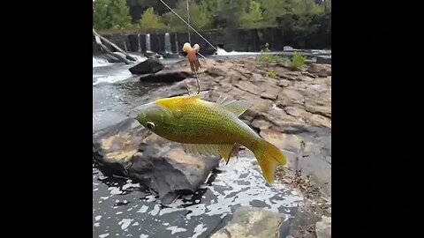 How us Rednecks snag fish!