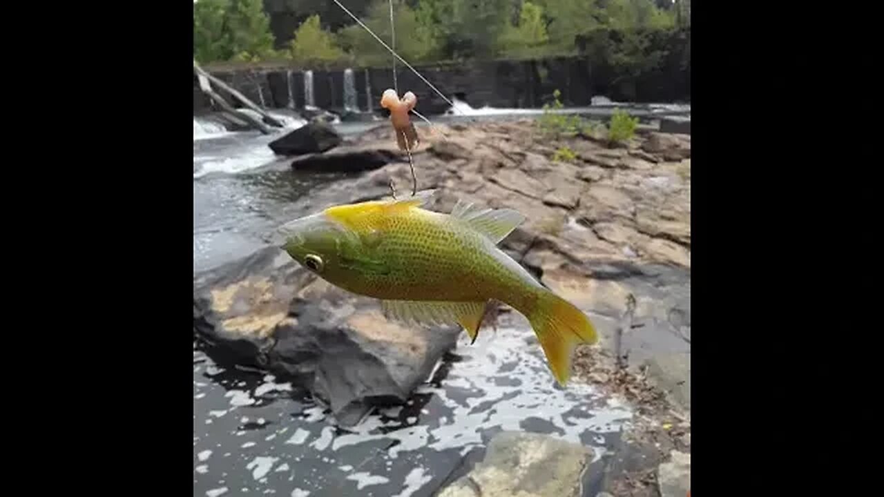 How us Rednecks snag fish!