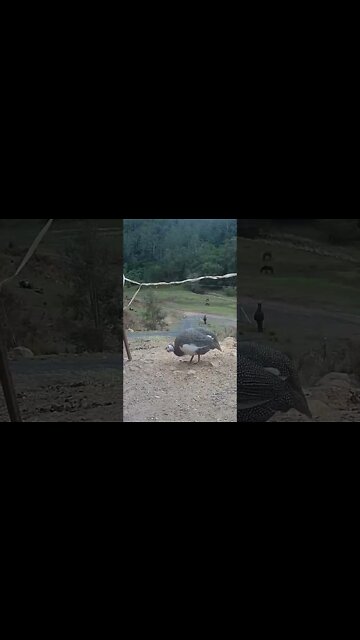 Spying on guinea fowl - Pearl grey guinea fowl pied and not pied
