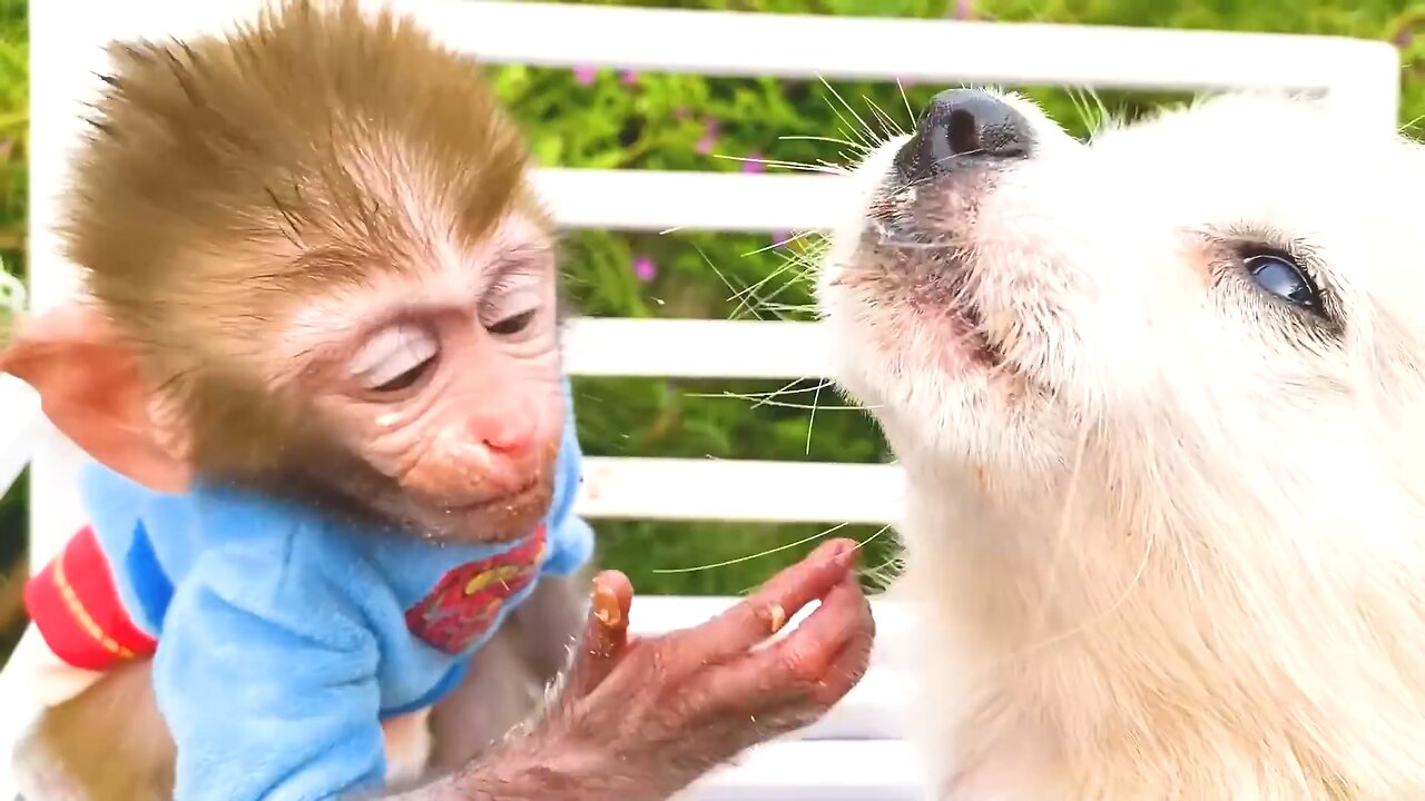 Little_monkey_Bon_Bon_Cooking_and_eats_cake_with_puppy