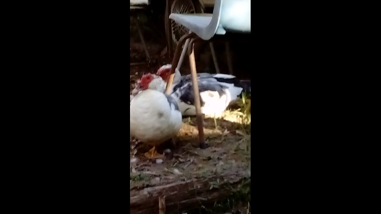 Under Chair Ducks, Ballerina Duck, Goggles and A Charismatic Parrot.🦆🦆🦆🦘🦜🥰