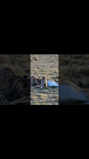 Impala Eaten By Cheetahs #shorts | #ShortsAfrica | #Septdailyshorts