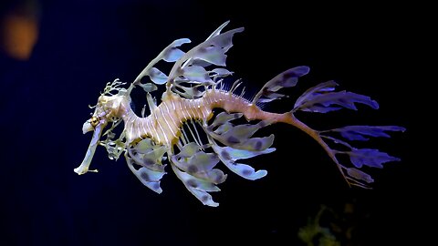 The leafy sea dragon🐲