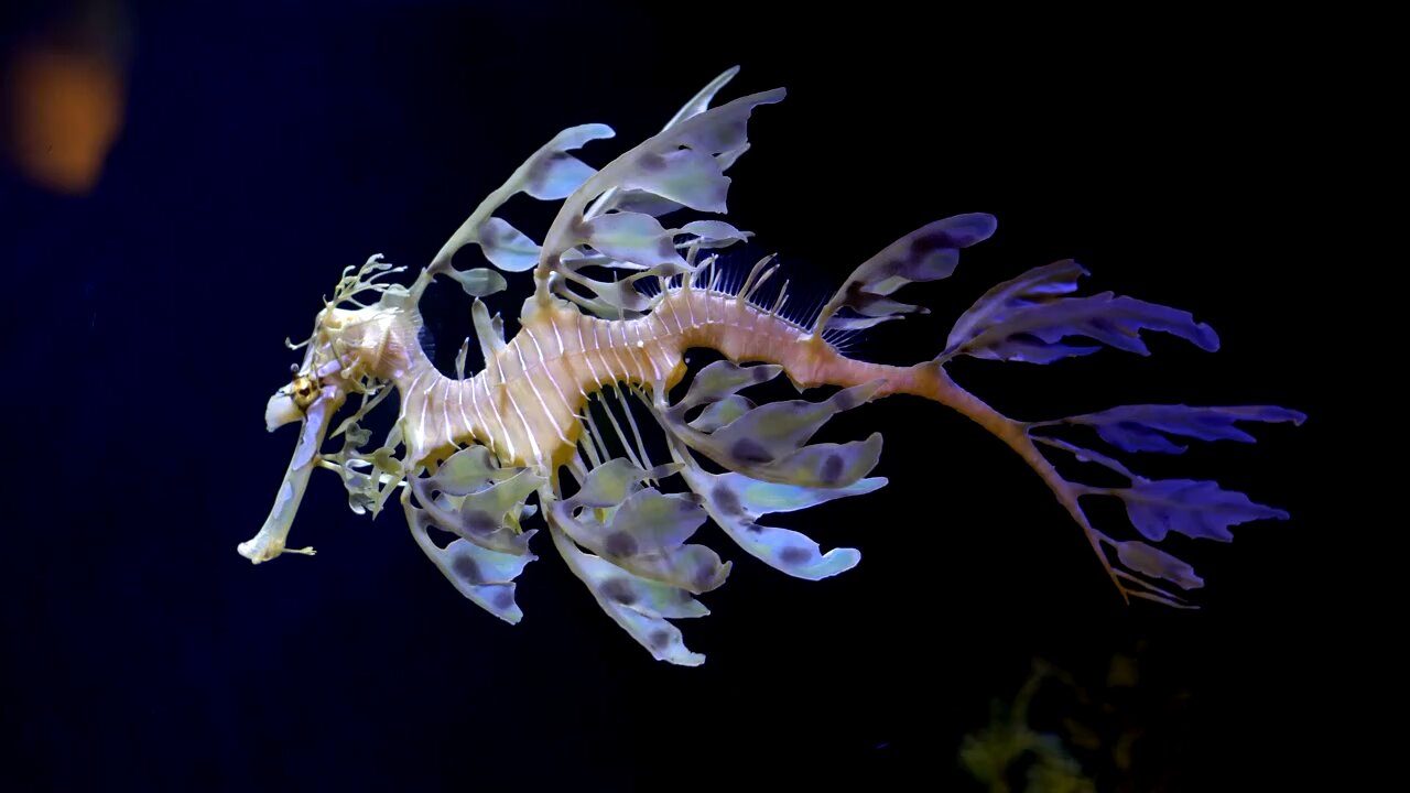 The leafy sea dragon🐲