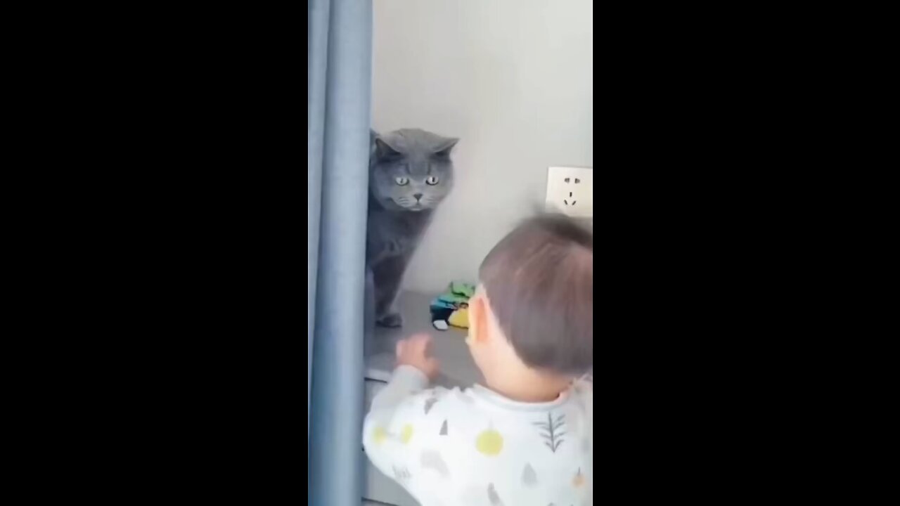 Funny Cat Video