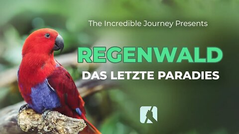 Regenwald - Das letzte Paradies # Gary Kent # The Incredible Journey