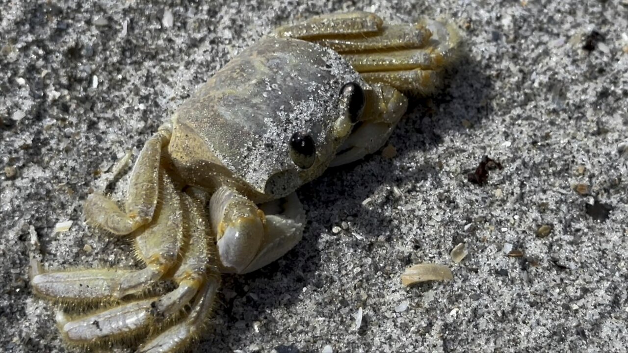 Crusty Crab 🦀 Cocoa Beach, FL (Widescreen) #CocoaBeach #FathersDay #GhostCrab #4K #DolbyVision