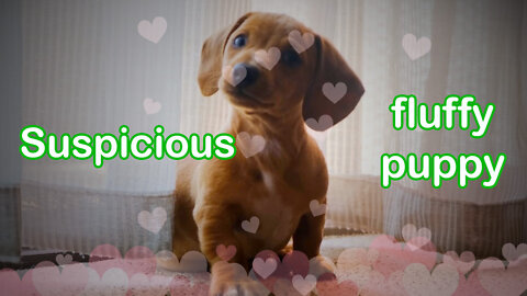 ⭐⭐Suspicious fluffy puppy⭐⭐