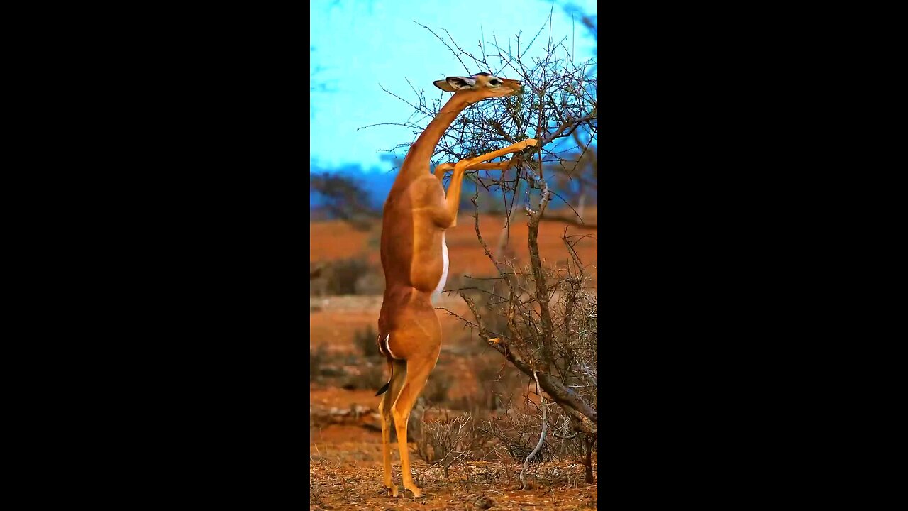 Standing Garenuk For Food From Top of The plant