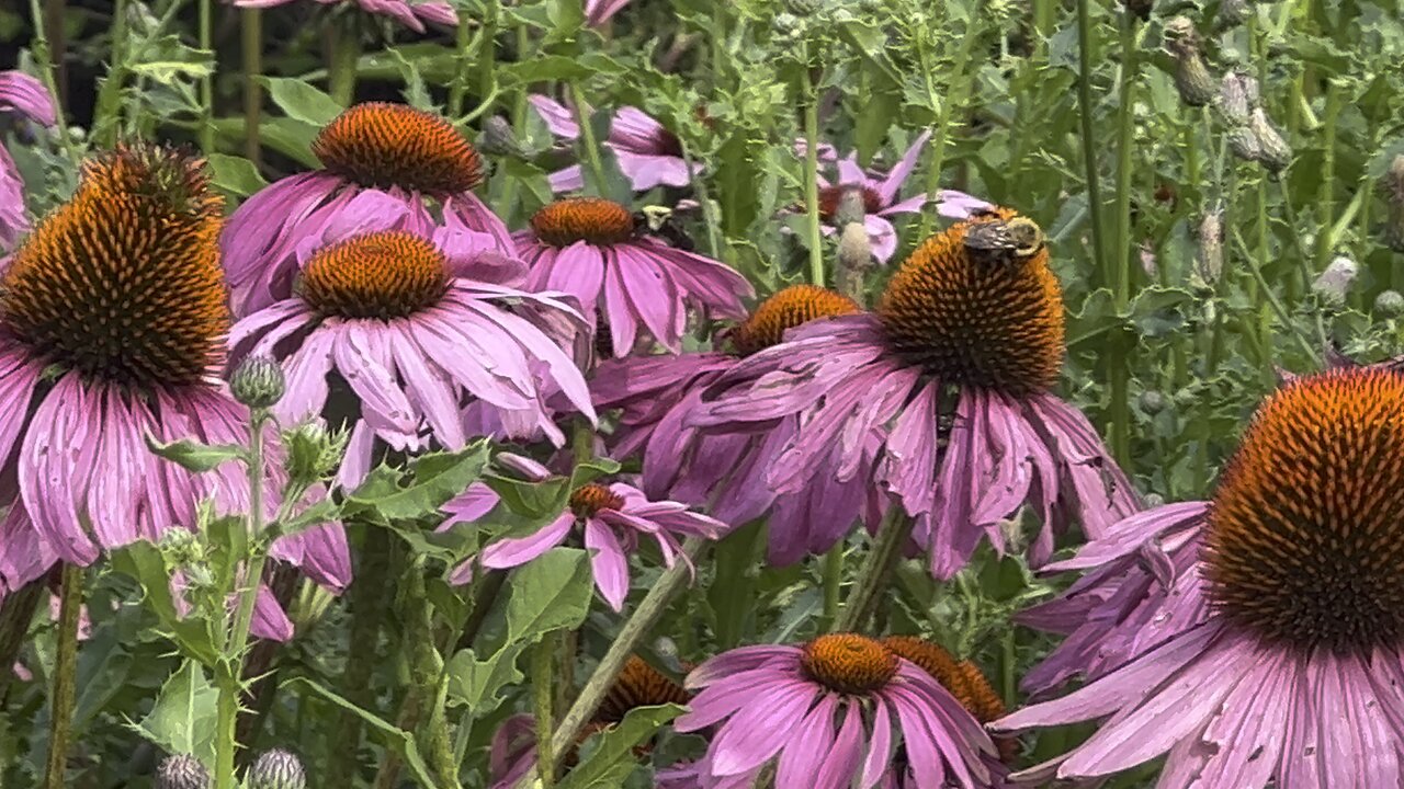 Bumblebees everywhere 😊😊