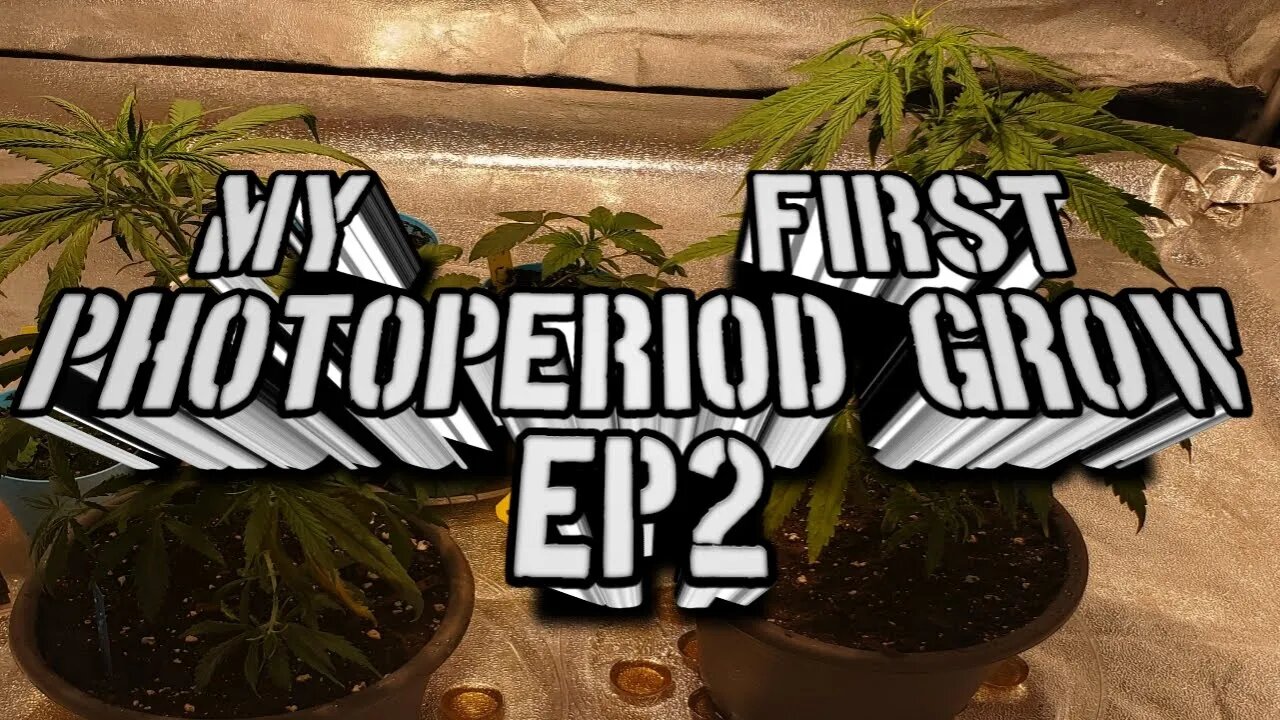 My First PhotoPeriod Grow EP2