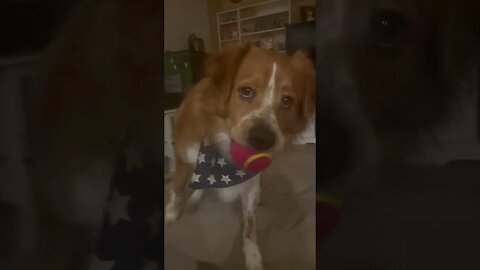 Bernie wants to play! #dog #ball