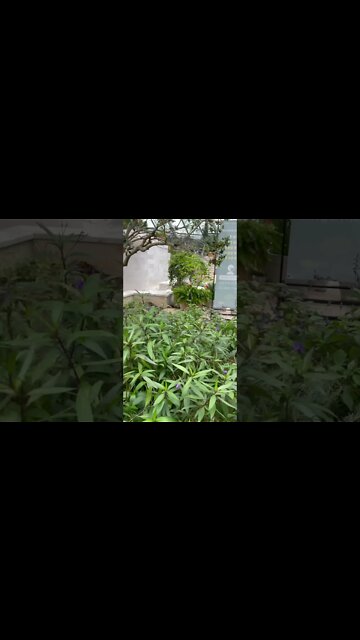 레몬 유칼립투스 마곡나루역 서울식물원 온실