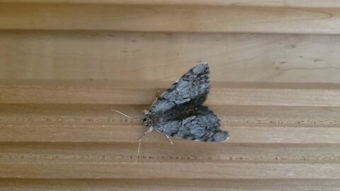 Beautiful Moth in my home