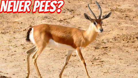 The Greatest Pee Adaptation In Nature!