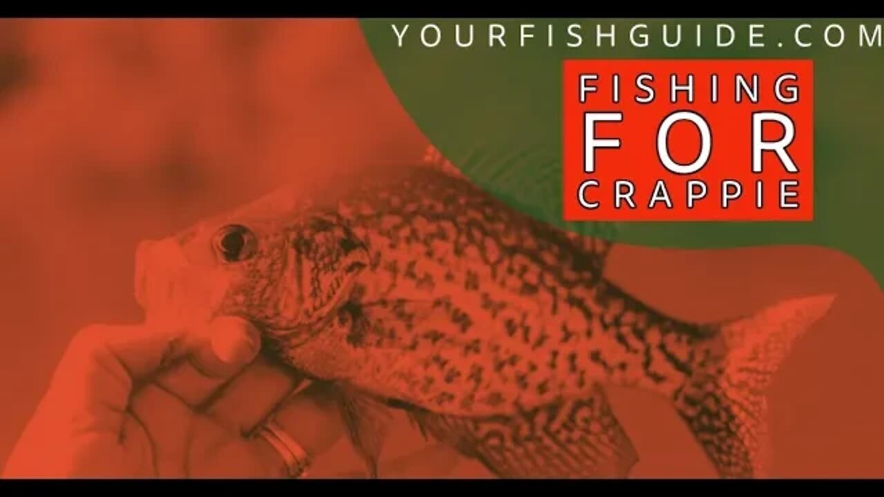 How To Fish For Crappie ~ A MUST WATCH BEFORE FISHING