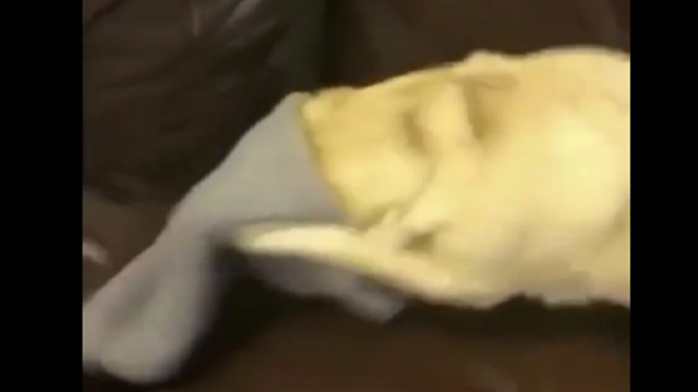 That dog born in thug life