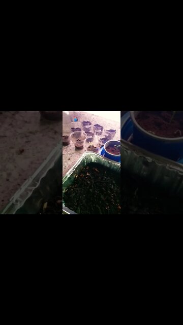 I Am Going To Try And Grow Some Food Inside Of My House And Small Backyard. The Gamer Garden #shorts