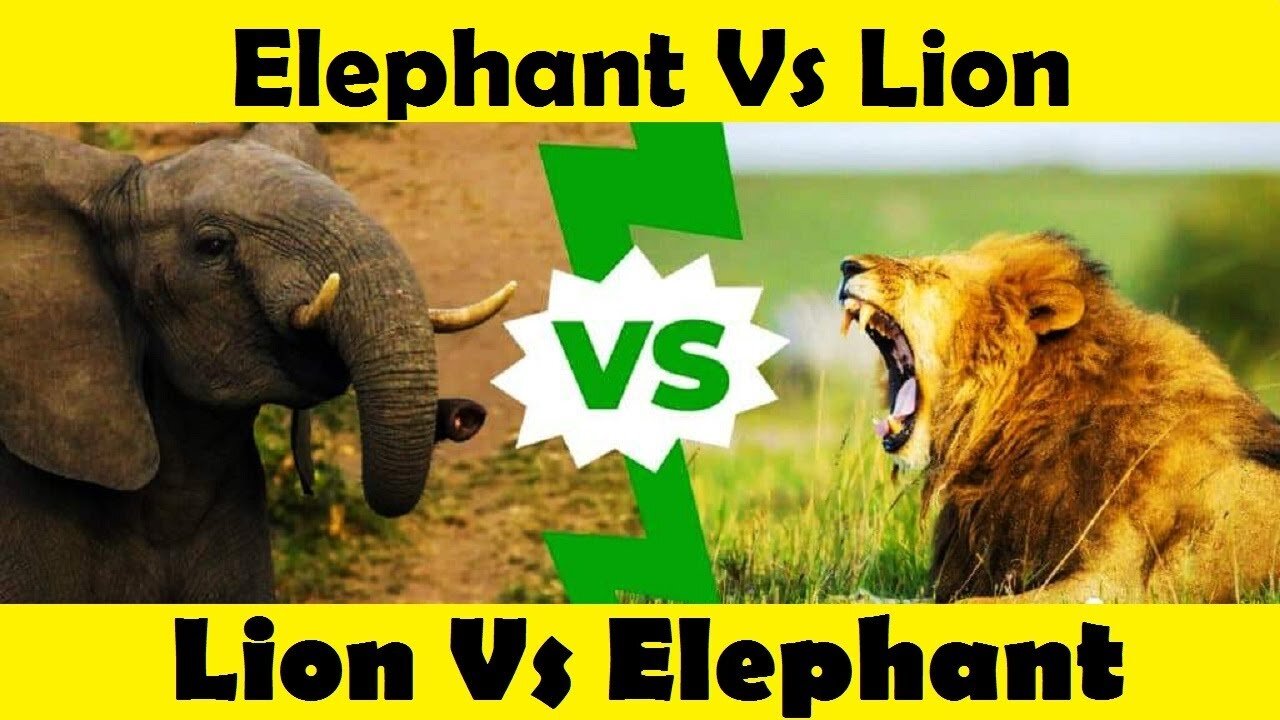 Lion Vs Elephant. Lion Attack Elephant Baby. (Tutorial Video )