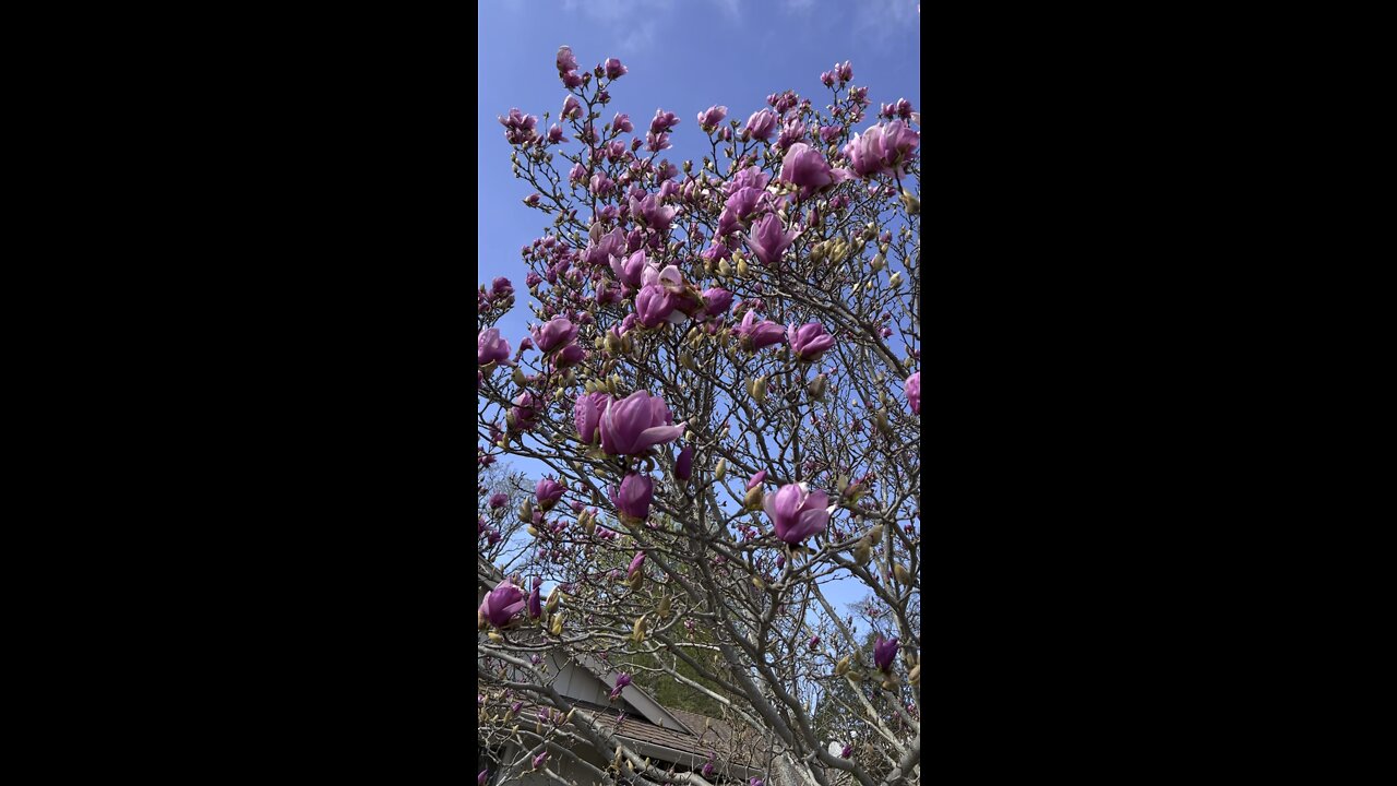 Saucer Magnolia