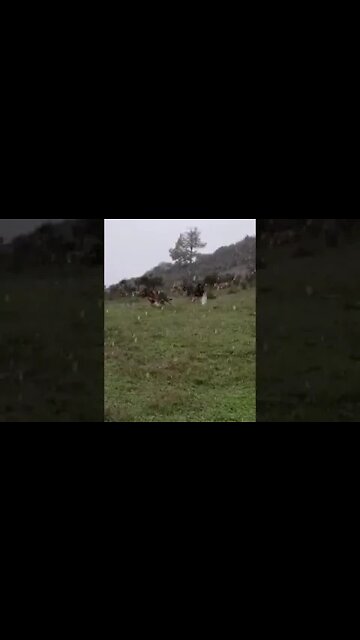 En Mastines de Filandón se recibió así los primeros copos (montañas de Laciana)