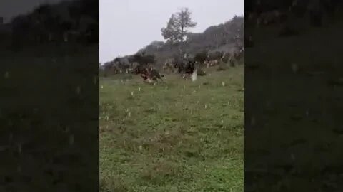 En Mastines de Filandón se recibió así los primeros copos (montañas de Laciana)