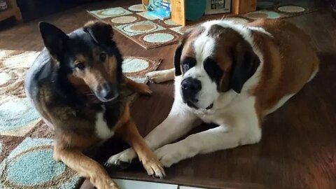 Giant Dogs Gone Wild - Saint Bernard and Collie/Shepherd Mix/Sisters Forever