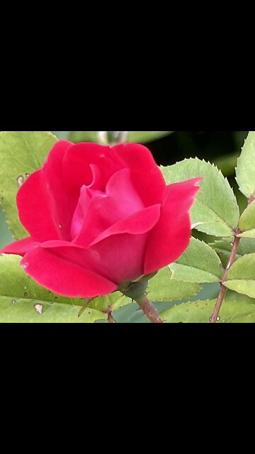 Organic Rose water #homemaderemidies #shorts #viral