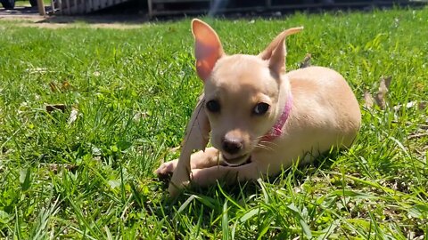 Miley found a leaf and stick. mmmmmmm