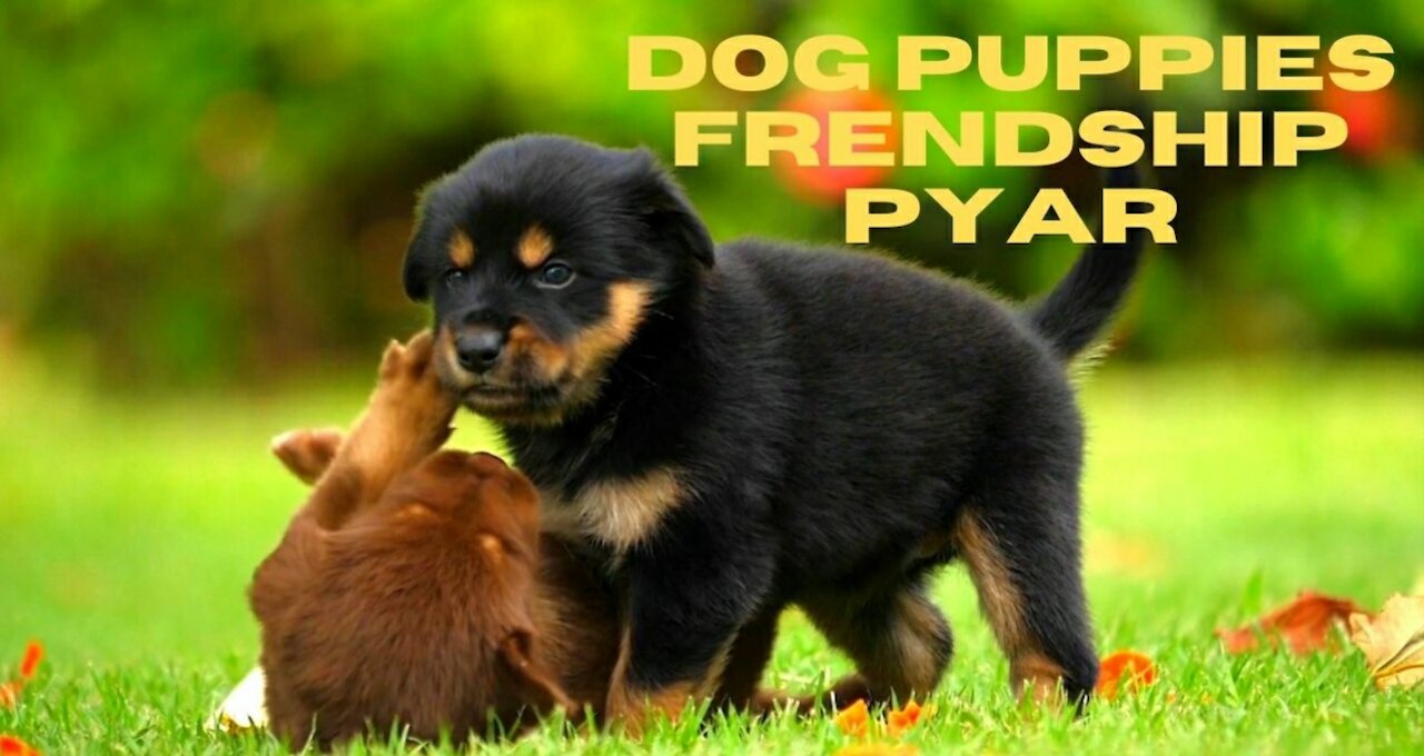 Dog Puppies Frendship Pyar