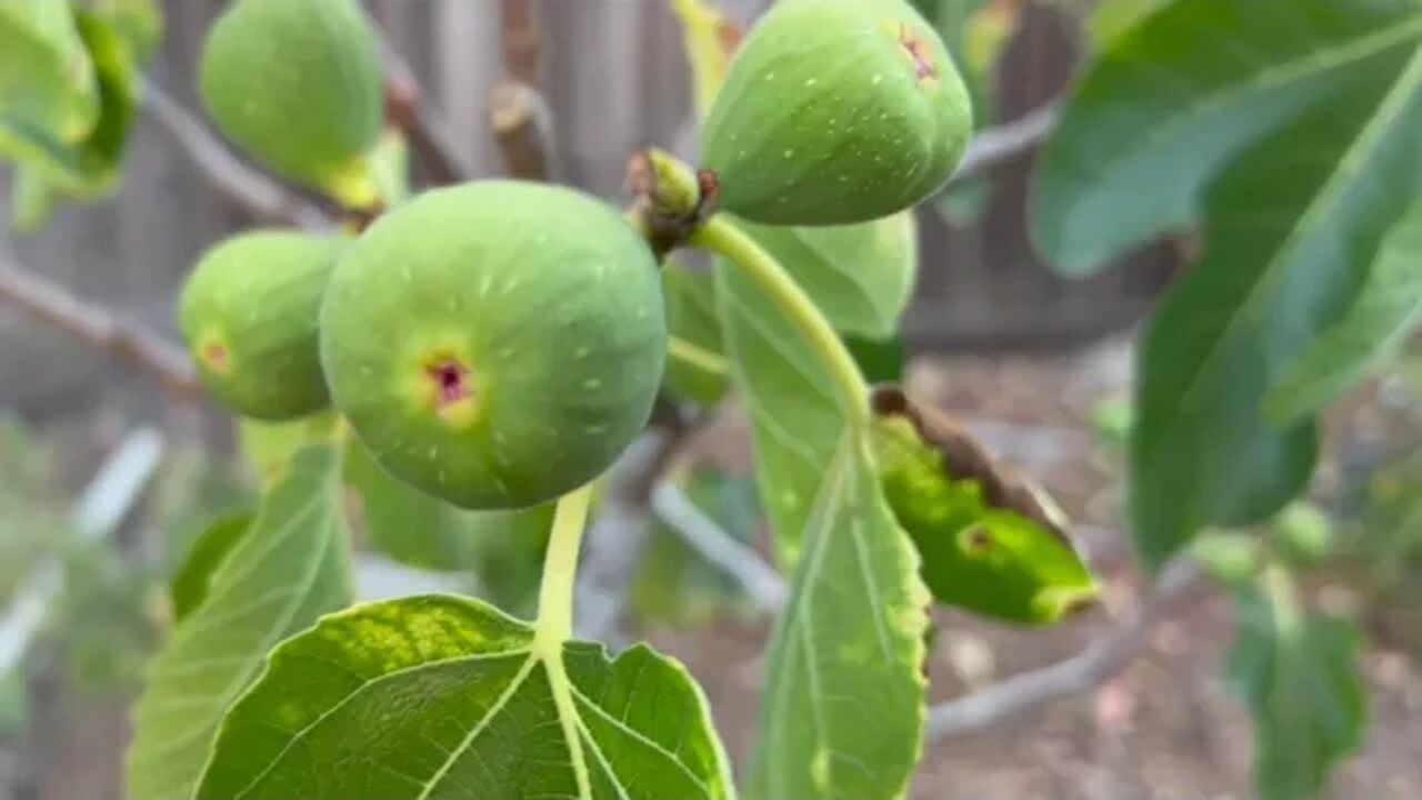 Fruit trees in the backyard garden, plums, figs, jujubes/dates, pomegranates, & oranges, in summer.