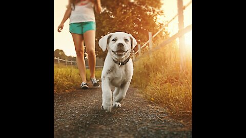 how to walk my dog on a leash