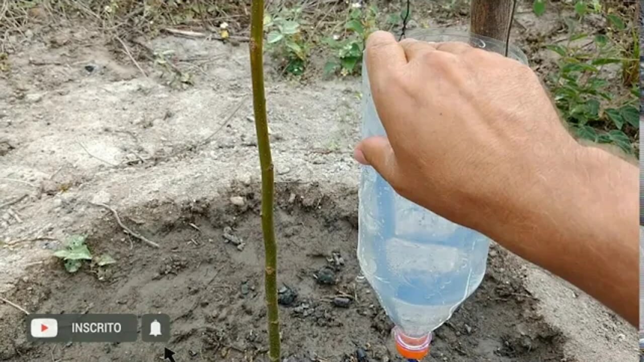 Gotejador Garrafa PET