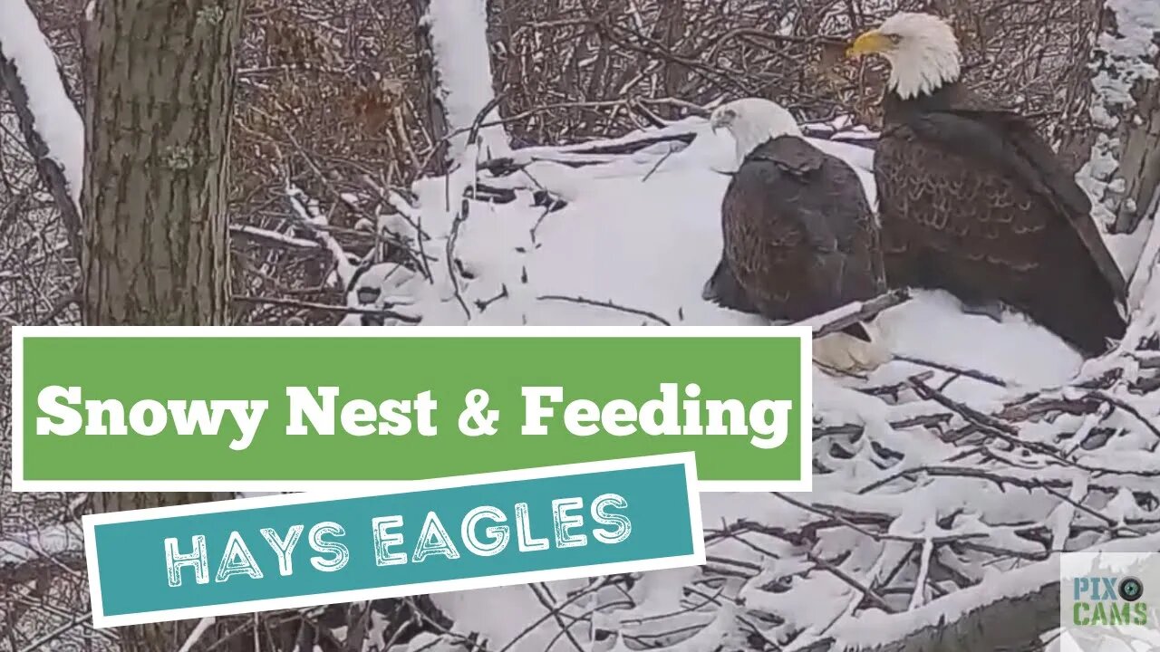 Hays Eagles Mom sounds the food siren for a snowy nest Gift from Dad 1 17 22 15:58