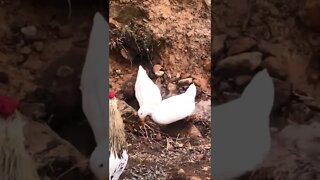 Cute little ducks enjoying puddle