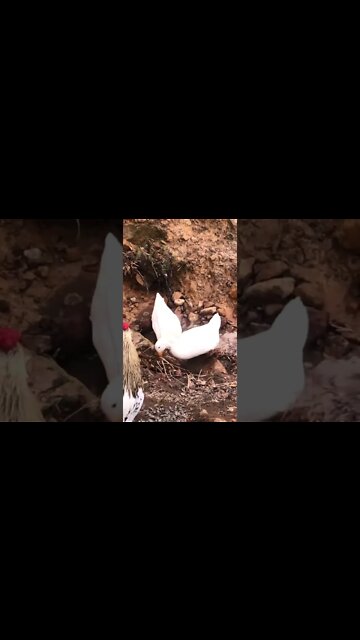 Cute little ducks enjoying puddle