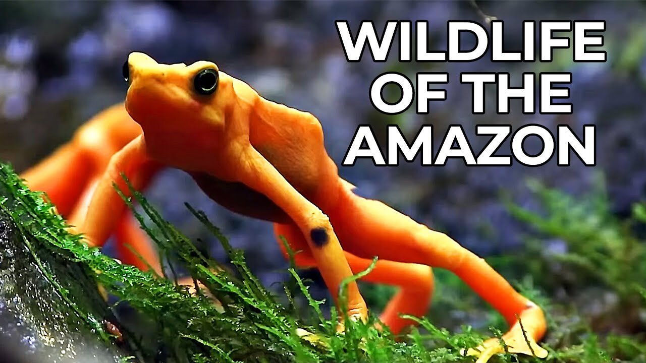 World of the Wild | Episode 3: The Amazon Rainforest