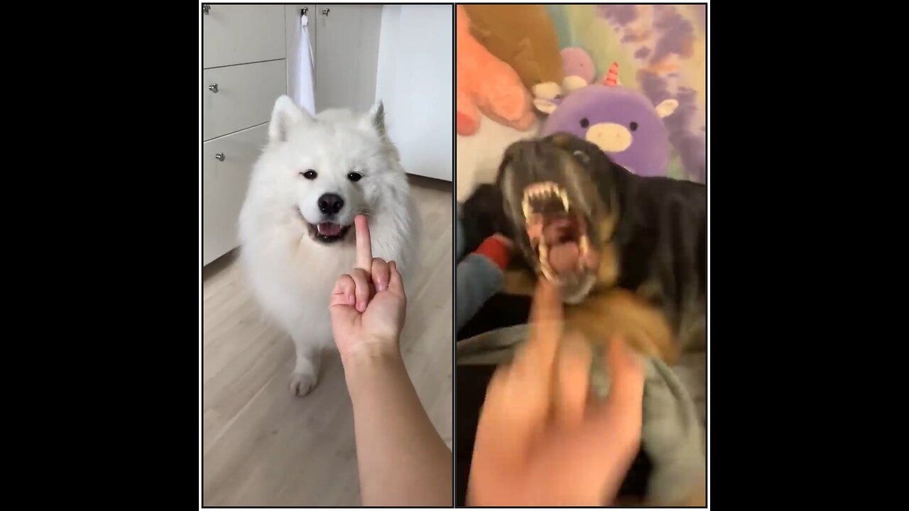 When I show my dog the 🖕