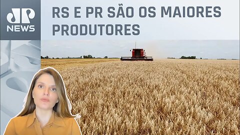 Kellen Severo: Com excesso de chuvas, safra de trigo quebra no Brasil