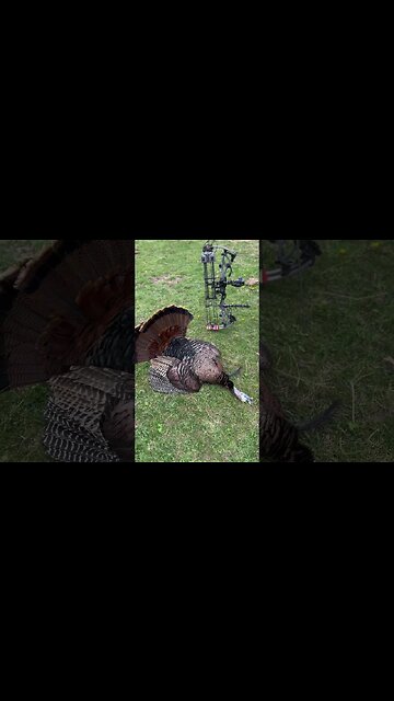 Missouri Gobbler Down #taggedout