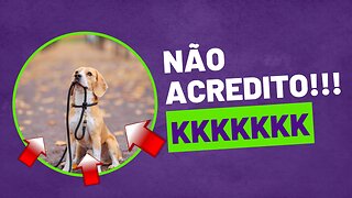 Pets engraçados em ação