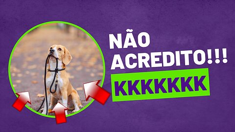 Pets engraçados em ação